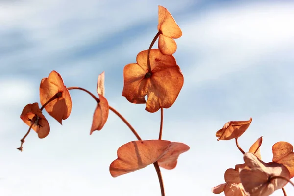 Άνθη Καθαρισμού Euphorbia Amygdaloides Γαλακτόχορτο — Φωτογραφία Αρχείου