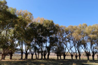 Ağlayan söğüt yaprak döken bir ağaçtır. Yeşil doğa.