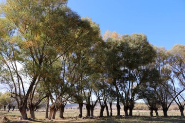 Ağlayan söğüt yaprak döken bir ağaçtır. Yeşil doğa.