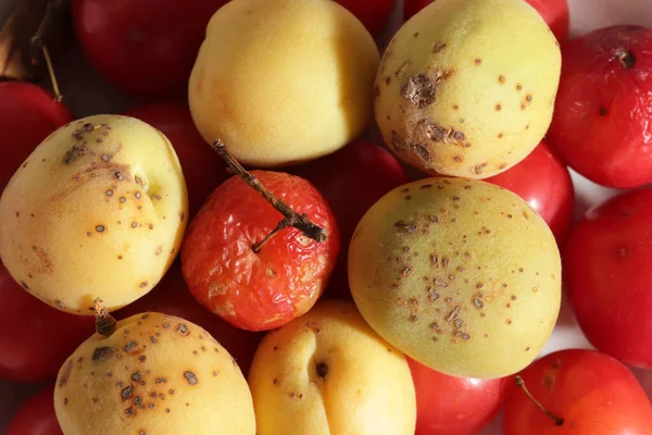 Gevlekte Abrikoos Gerimpelde Pruimen — Stockfoto