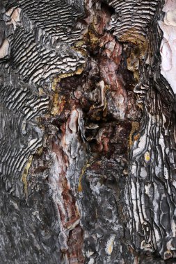 Çam ağacı yakın plan doğal arkaplan