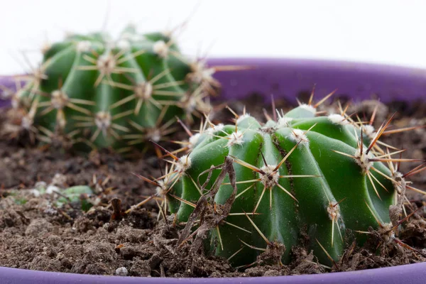 Kwiat Kaktusa Garnku Instalacje Domowe — Zdjęcie stockowe