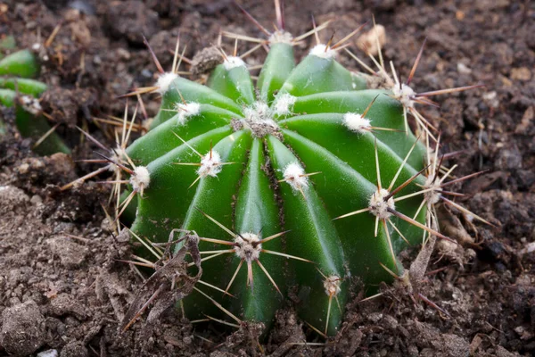 Cactus Bloem Pot Woonplant — Stockfoto