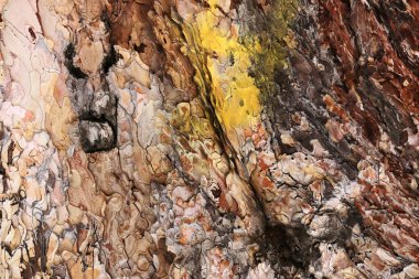 Çam ağacı yakın plan doğal arkaplan