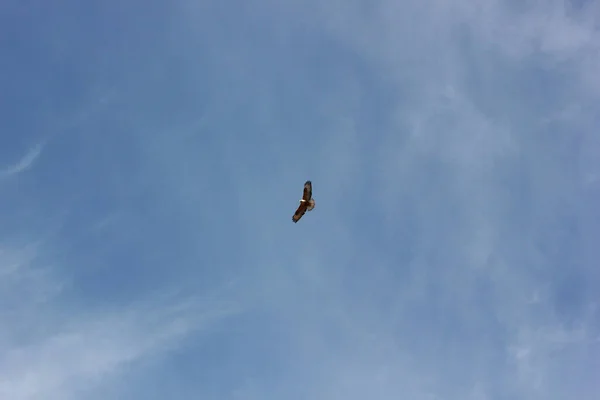 空中的鹰 — 图库照片