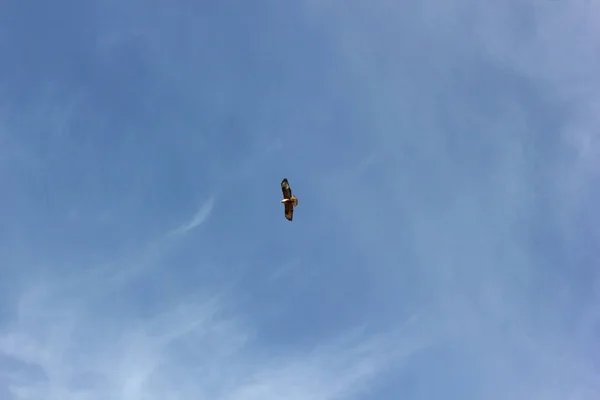 空中的鹰 — 图库照片