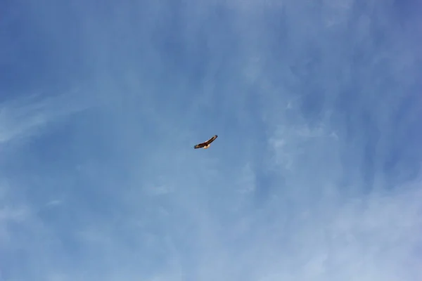 Aves Rapina Falcão Céu — Fotografia de Stock