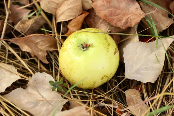 Żółte Jabłko Wśród Liści — Zdjęcie stockowe