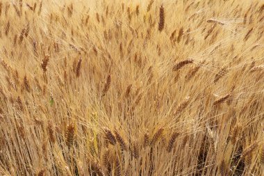 Olgun buğday taneleri. Hasat zamanı.