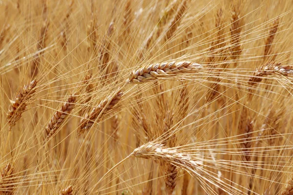 Зрізати Зерна Пшениці Час Збору — стокове фото
