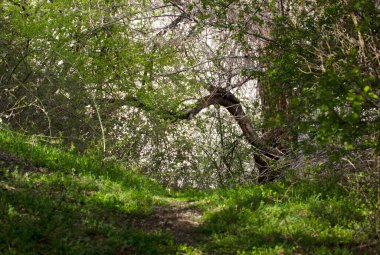 Patika, çim ve ağaç. Doğa manzarası arka planı.