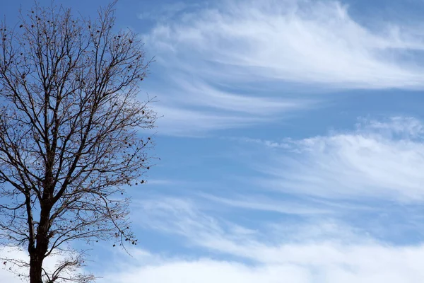 Blue Cloudy Sky Bare Tree — Stock fotografie