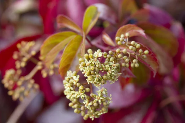 Una Photiniaplant Floreciente Con Nuevas Hojas Rojas Brillantes Photinia Fraseri — Foto de Stock