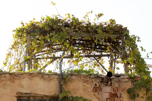 Grape Vine Adobe House — Stock Photo, Image