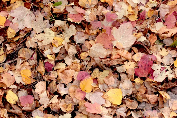 秋天各种颜色的叶子 — 图库照片