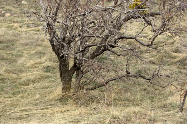 Hierba Amarillenta Árbol Desnudo —  Fotos de Stock