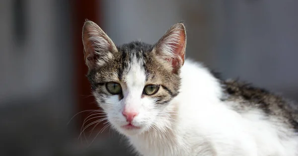 portrait of angry cat with green eyes