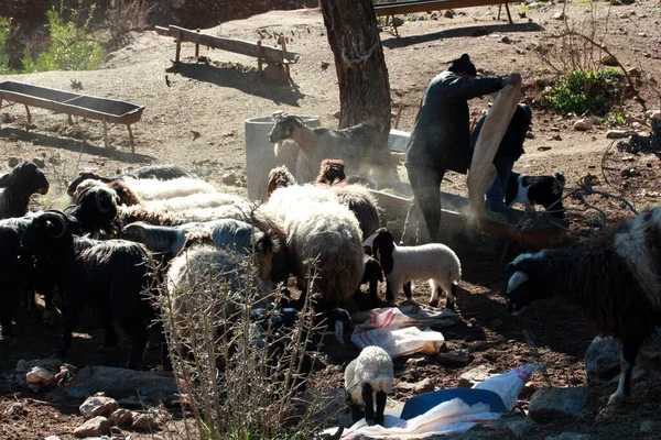 Farmer Feeding Sheep Goats Outdoors — Stock Photo, Image