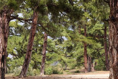 Güzel çam ağaçları yeşillik tarlası