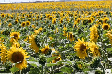 Tarım alanında güzel sarı ayçiçekleri, yaz zamanı.