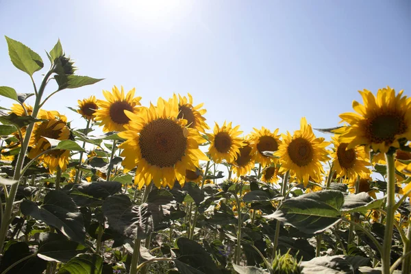Vackra Gula Solrosor Ett Jordbruksfält Sommartid — Stockfoto