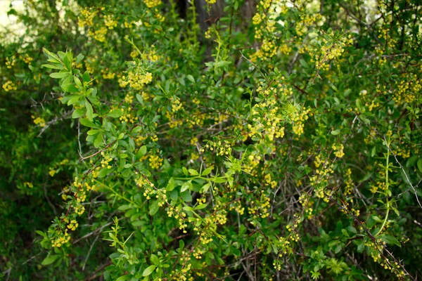 Barberry Branch Blooming Garden — Stock Photo, Image