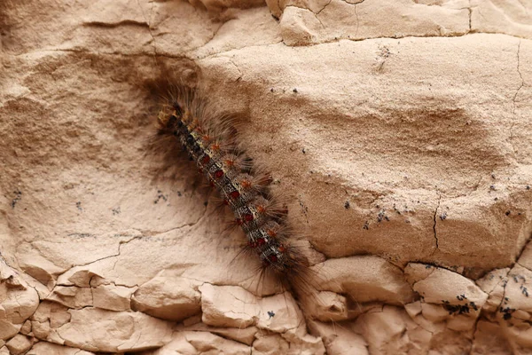 Niedliche Raupe Auf Dem Felsen — Stockfoto