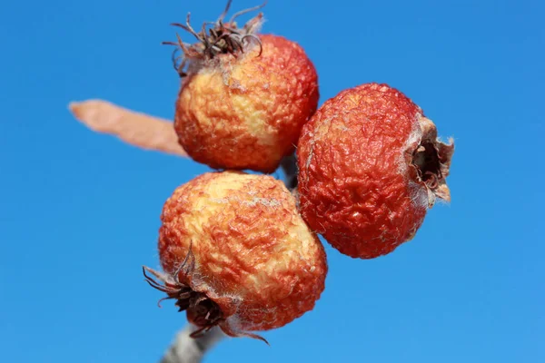 Fruta Rosa Mosqueta Seca Ramo — Fotografia de Stock