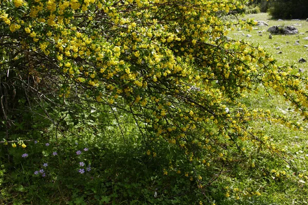 Ramo Barberry Florescendo Jardim — Fotografia de Stock