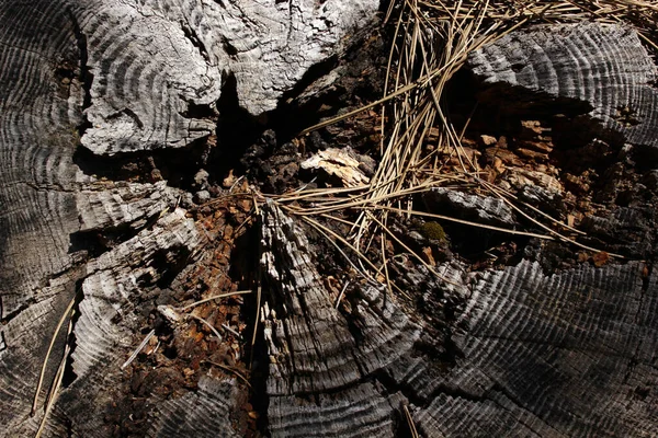 Abgesägter Kiefernstumpf Wald — Stockfoto