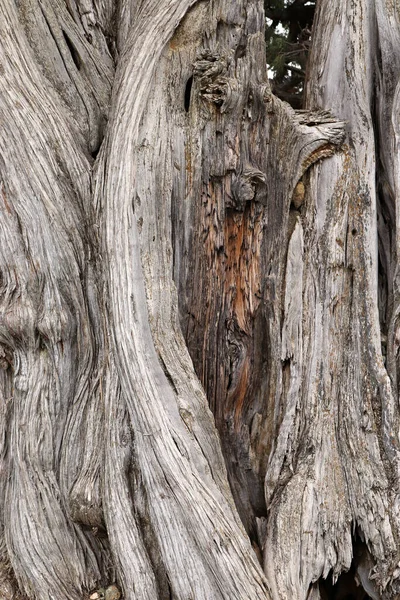 Jalovcové Stromy Pozadí Kmene Stromu — Stock fotografie