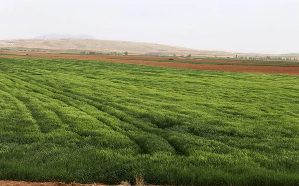 Yeşil Buğday Tarlası Tahıl Bitkileri — Stok fotoğraf