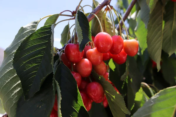 Cerises Mûres Sur Cerisier — Photo