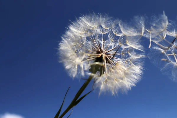 Big Dandelion Seed Blue Sky — Stock Photo, Image