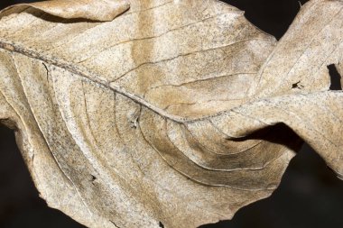 Siyah arkaplanda kuru sarı yaprak