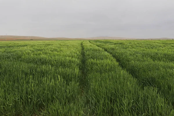 緑の小麦畑 シリアル植物 — ストック写真
