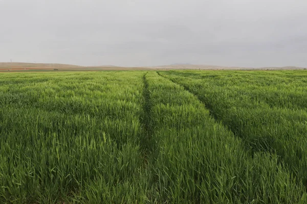 Green Wheat Field Cereal Plants — Stock Photo, Image