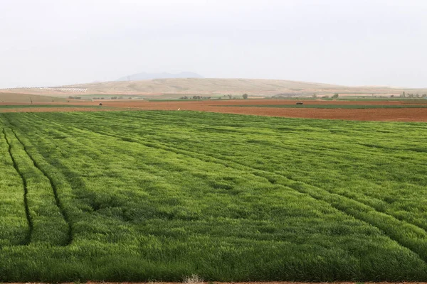 Yeşil Buğday Tarlası Tahıl Bitkileri — Stok fotoğraf