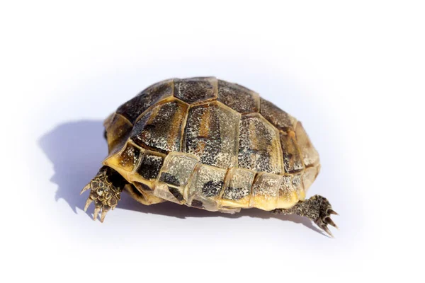 Dead Turtle White Background — Stock Photo, Image