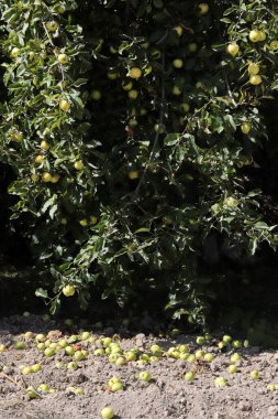 Olgun sarı elmalar yerde