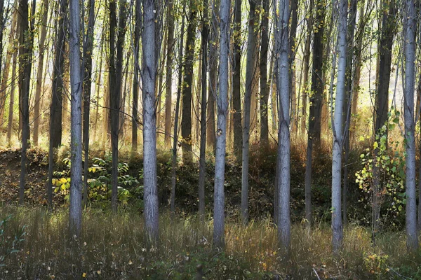 Восени Дерева Тополя Тло Дерева — стокове фото