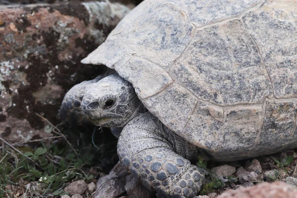 Big Turtle Nature Animal Background — Stock Photo, Image