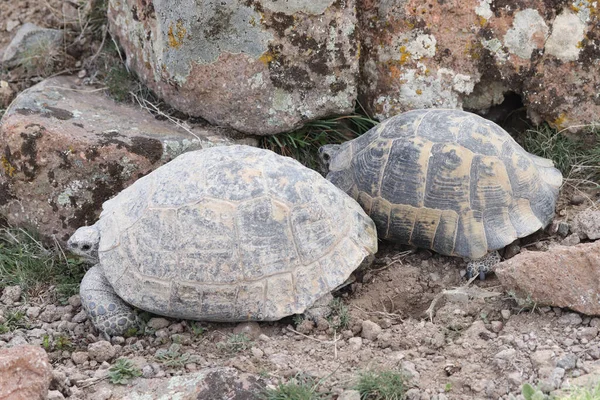 Two Turtles Nature Animal Background — Stock Photo, Image