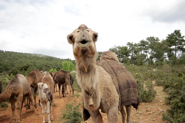 Grazing Camels Nomads Turkey — Stock Photo, Image