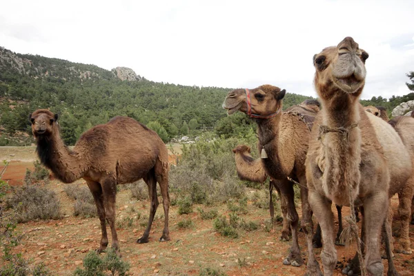 Grazing Camels Nomads Turkey — Stock Photo, Image
