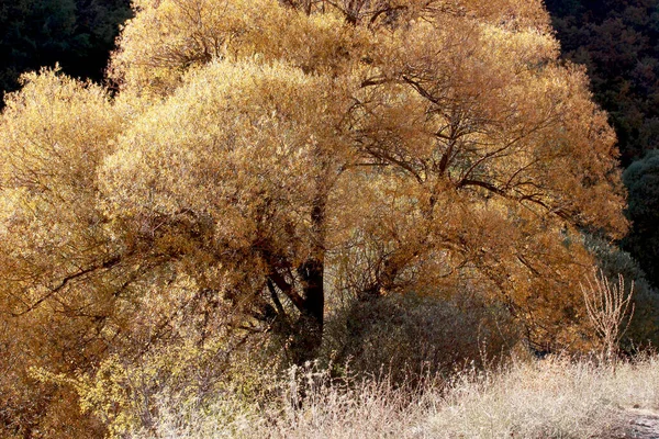 Weide Mit Gelben Blättern Herbst — Stockfoto