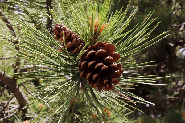 Pine Cone Branch Pine Tree — Stock Photo, Image