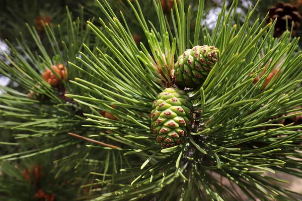 Pine cone on branch of pine tree.