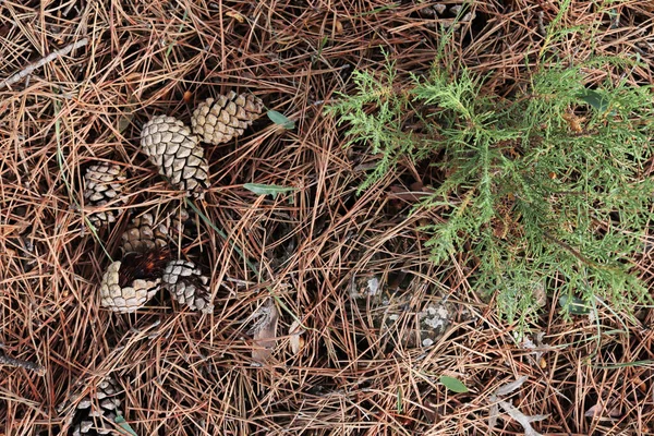 Pine Cones Blooming Pine Saplings Forest — Stock Photo, Image