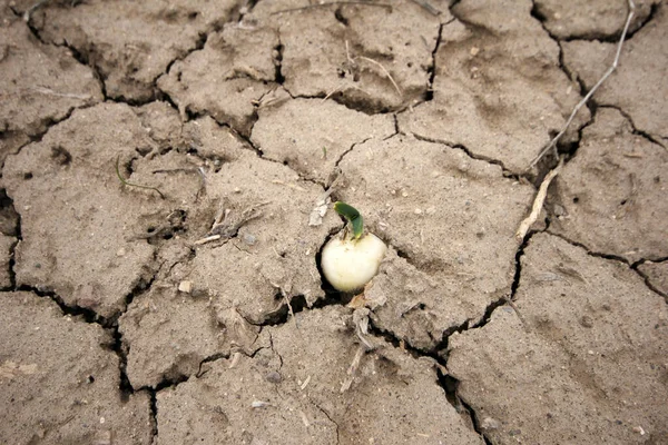 Onion Overgrown Cracked Soil — Stock Photo, Image